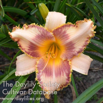 Daylily Golden Dew